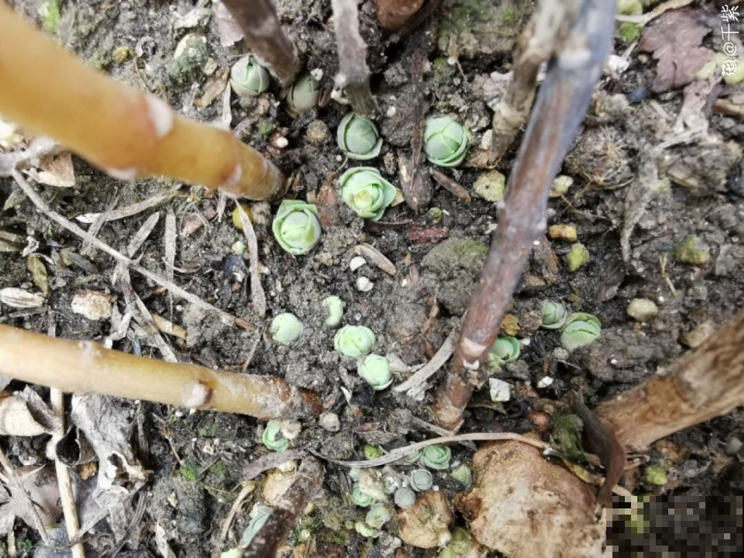 只需要种一次的花，年年疯长，除都除不尽