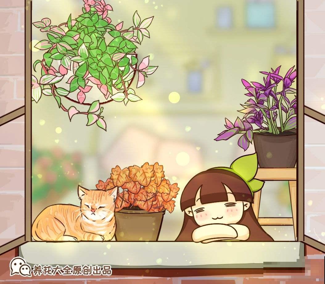 还在赏花吗？这种植物叶子比花还美，冬天颜值也超高！