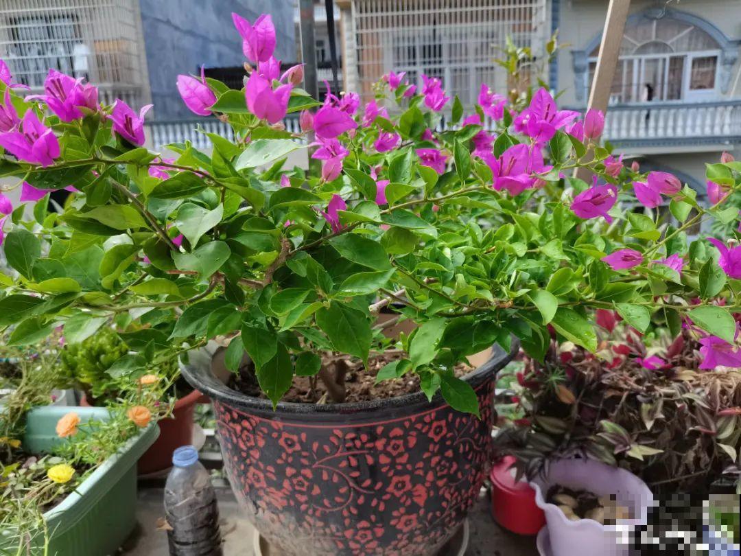 水仙要想开花,坚决不能长成高个子,不然今年没花看! 水仙要想开花,坚决不能长成高个子,不然今年没花看!