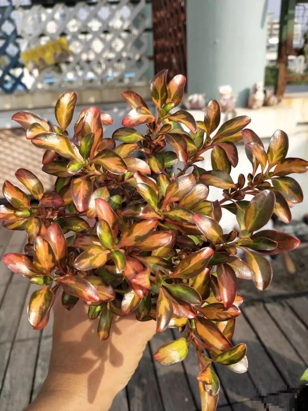 喜欢晒太阳的新西兰茜草，叶片一晒亮闪闪的，好看极了！