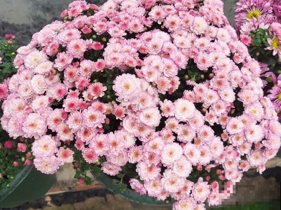 5年的花园，消失只要3天，全没了……