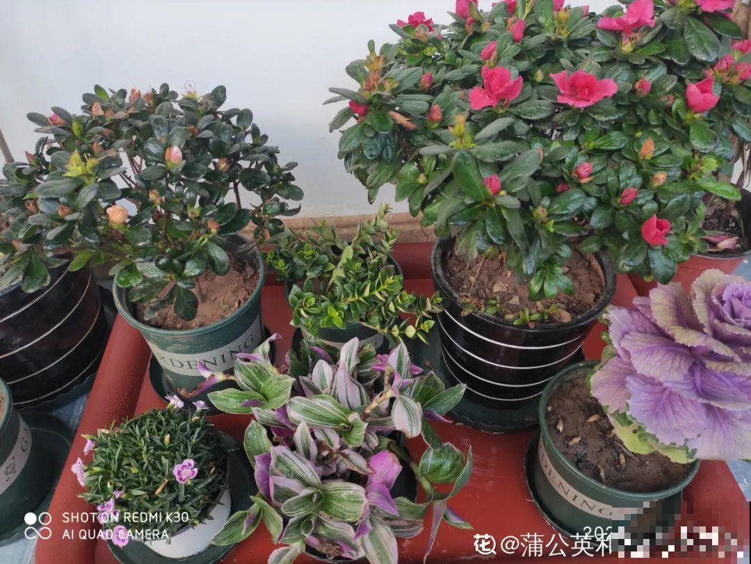 5种花不能换盆，一换就死，很难救回来