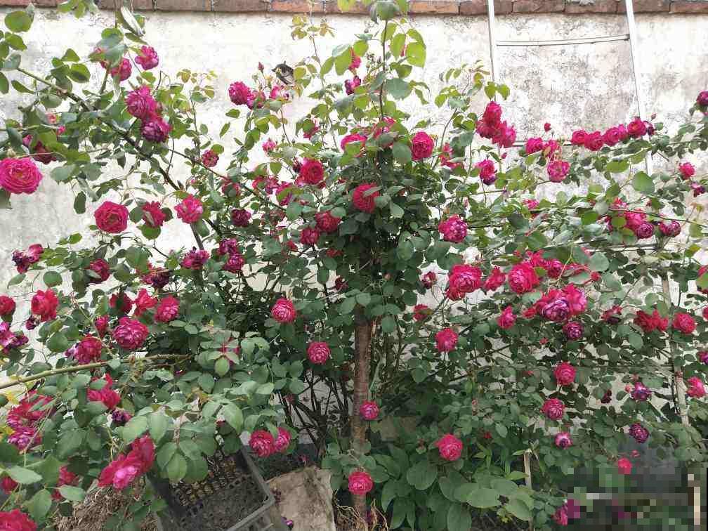 家里的大院子不能浪费，养点花种点菜，日子真舒坦