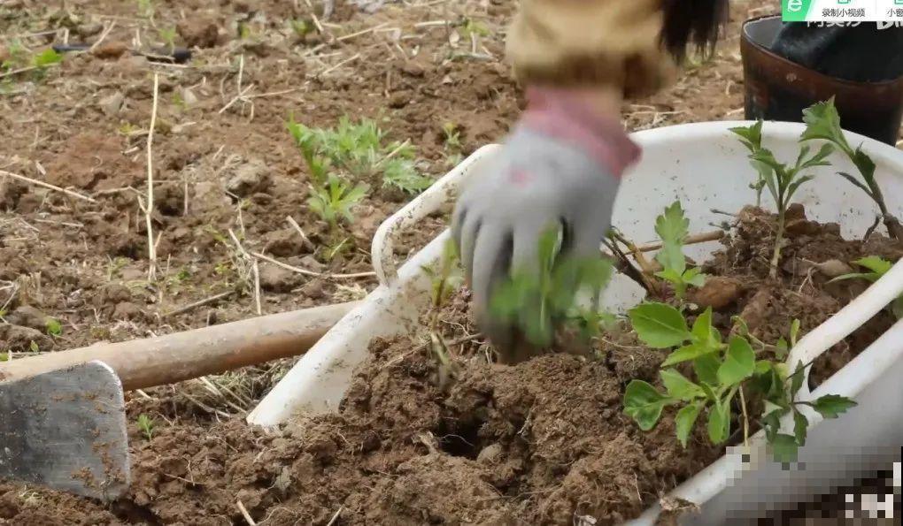 3年的时间，老院子变成大花园，过上塔莎奶奶一样的日子！