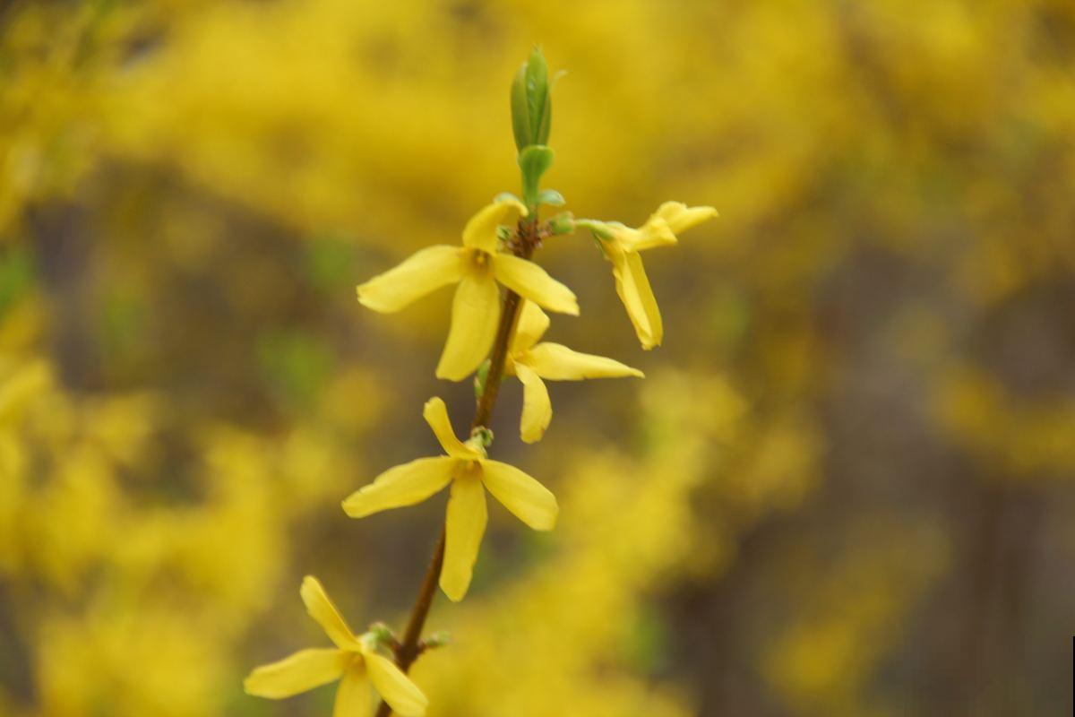 春天要准备赏花了，初春花朵图谱，看了就都认识了