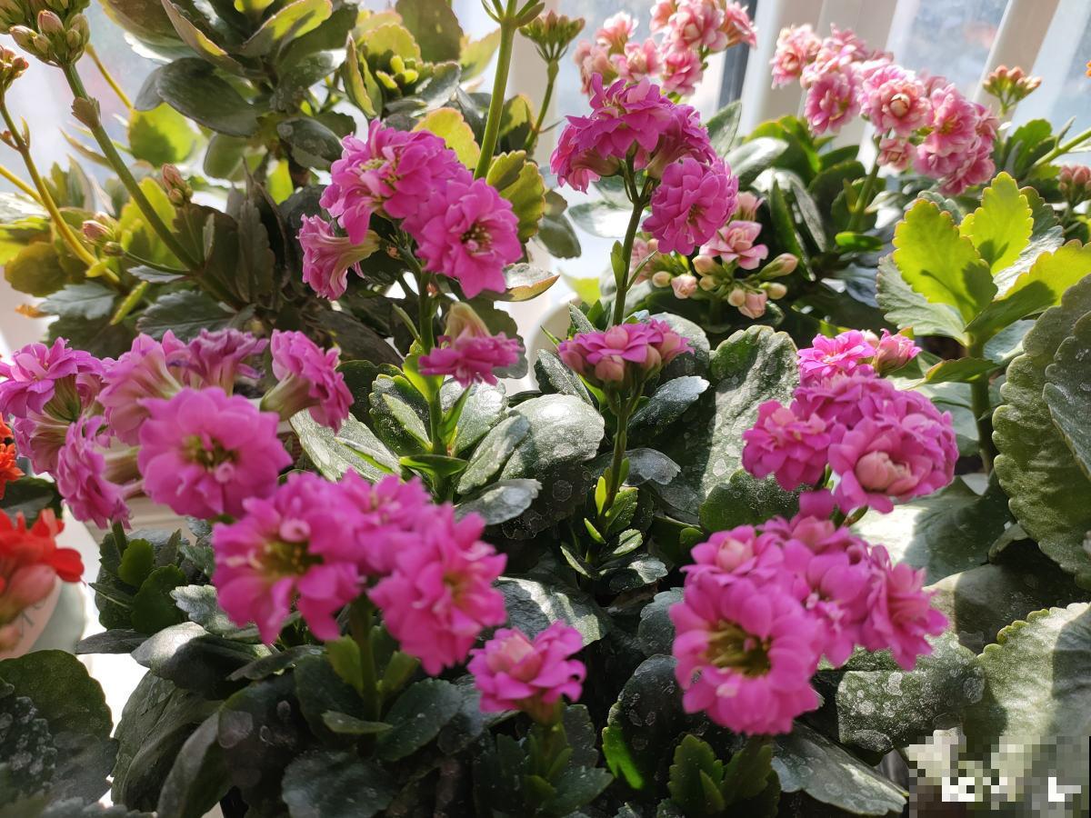 3种花就适合养满窗台，一开花犹如花海，满屋都是花！