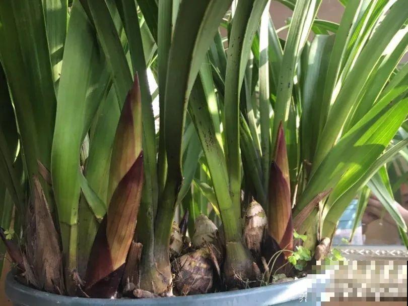 “过年花”开完，还能分10盆，每年都开花