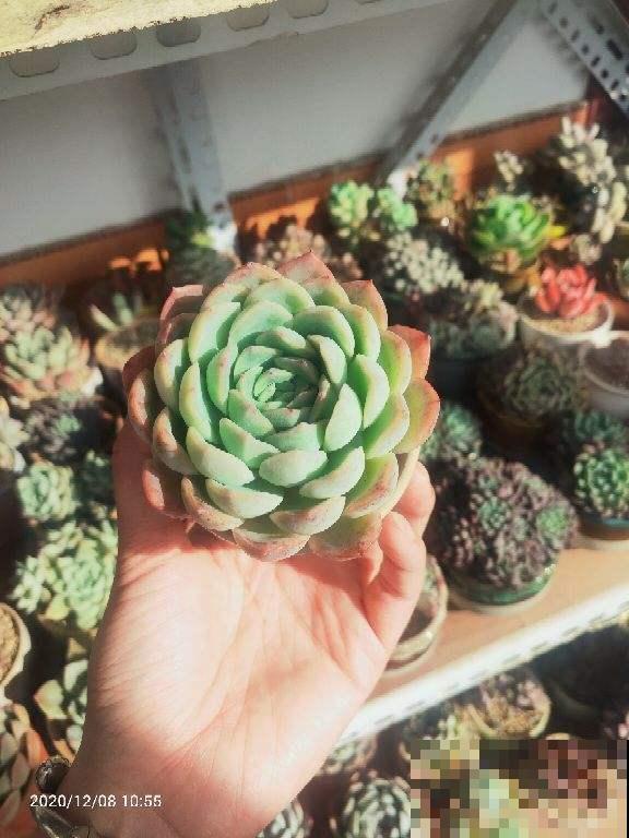 春天养花，最重要的是“准备”，要提前规划好