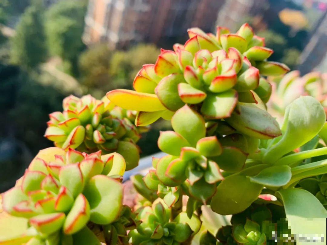 小阳台也能养多肉，一尺一寸，都是繁华！