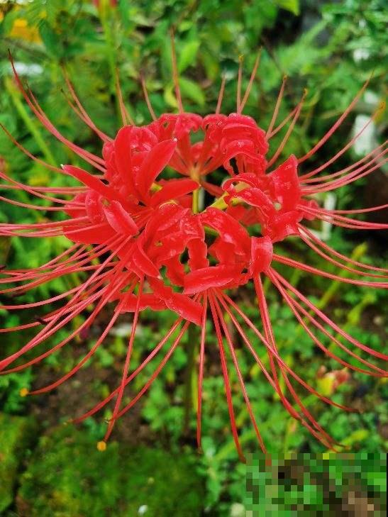 两种花，名字听起来吓人，开花却美翻了，养一次就上瘾