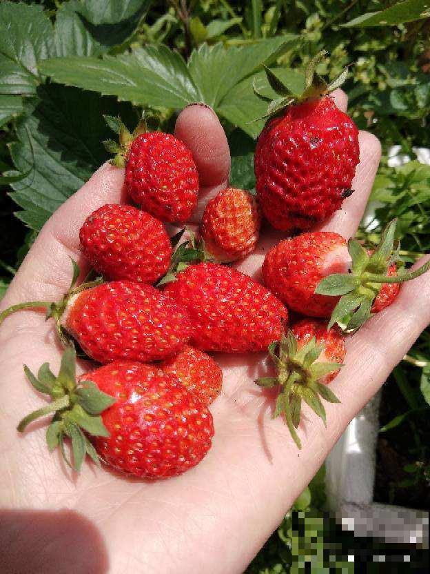 草莓50块钱一斤,不如自己在家种盆栽,想吃多少摘多少 草莓50块钱一斤,不如自己在家种盆栽,想吃多少摘多少