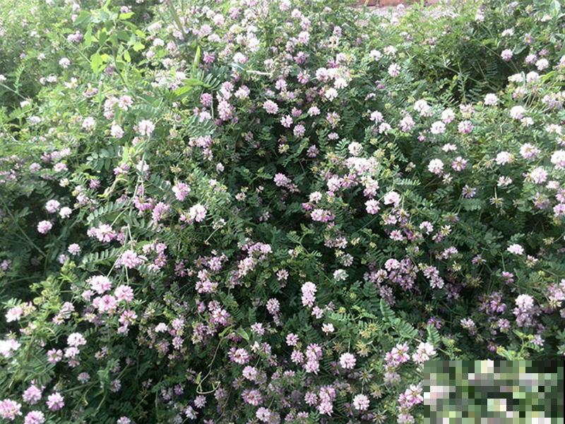 长在路边的小冠花,生长能力极强,每次开花一大片! 长在路边的小冠花,生长能力极强,每次开花一大片!