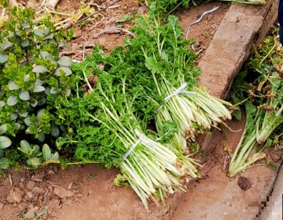 还有半个月立春，立春之前吃4种菜，能有效缓解“春燥”