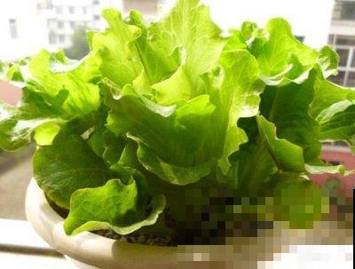 家里也能种菜？这4种菜种家里，营养美味又好看！