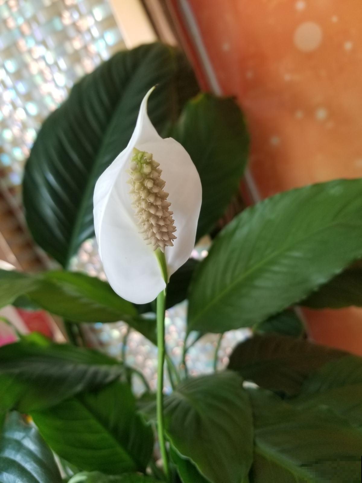 植物就是天然的“空气净化器”，室内养1盆，空气清新还湿润