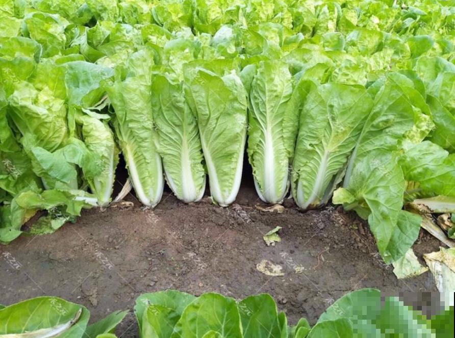 冬天就爱囤菜？教你3种保鲜法，放上多久都没问题！