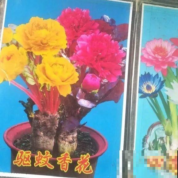 花骗子跑家里来,被戳穿后,没想到赖着不走了! 花骗子跑家里来,被戳穿后,没想到赖着不走了!