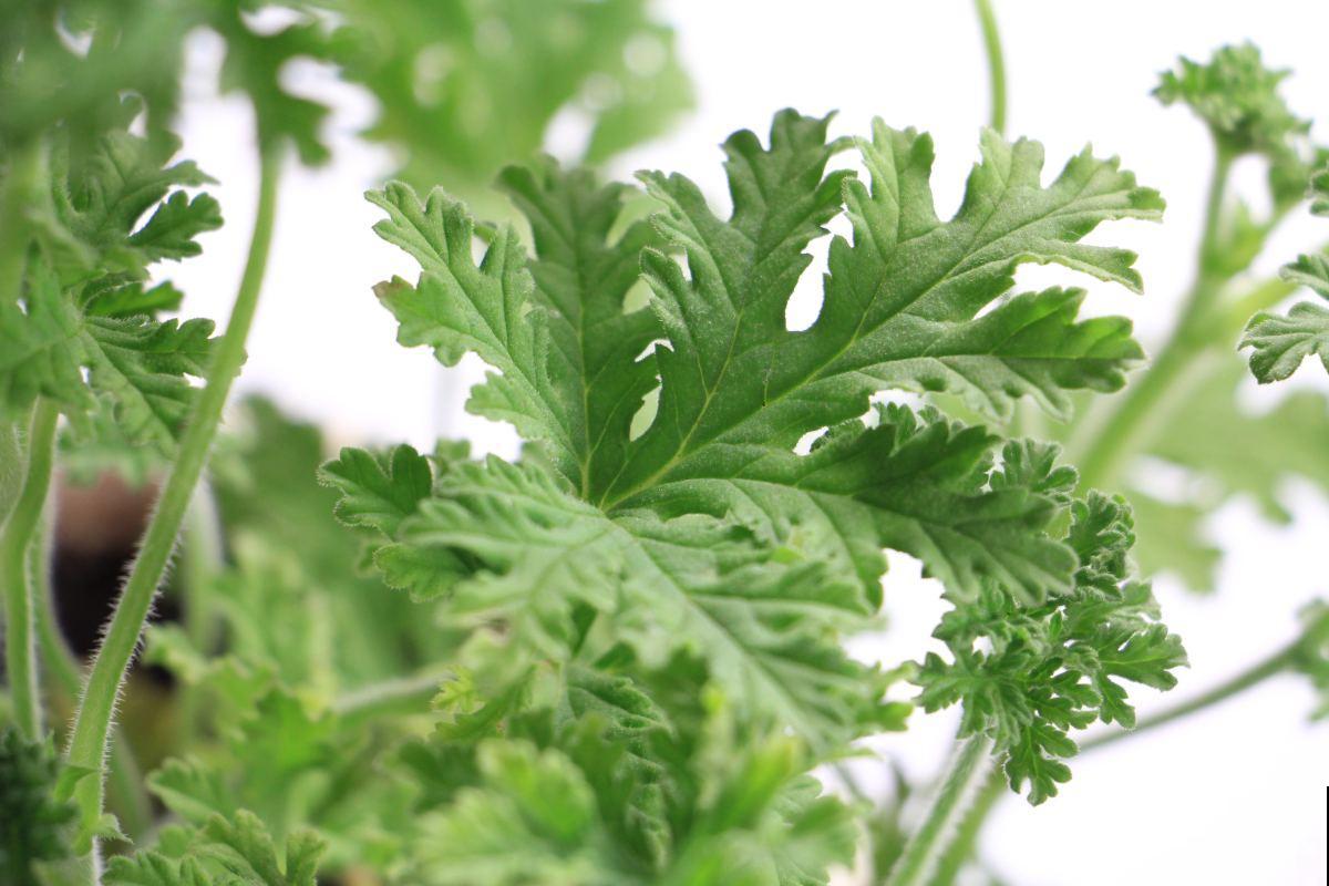有一种花耐阴又好养,还能吃虫子,太实用了! 有一种花耐阴又好养,还能吃虫子,太实用了!
