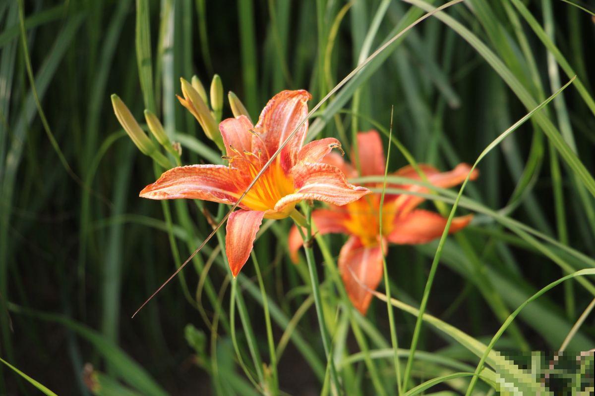 开花不断的萱草，鲜艳好看，送给妈妈特别合适！