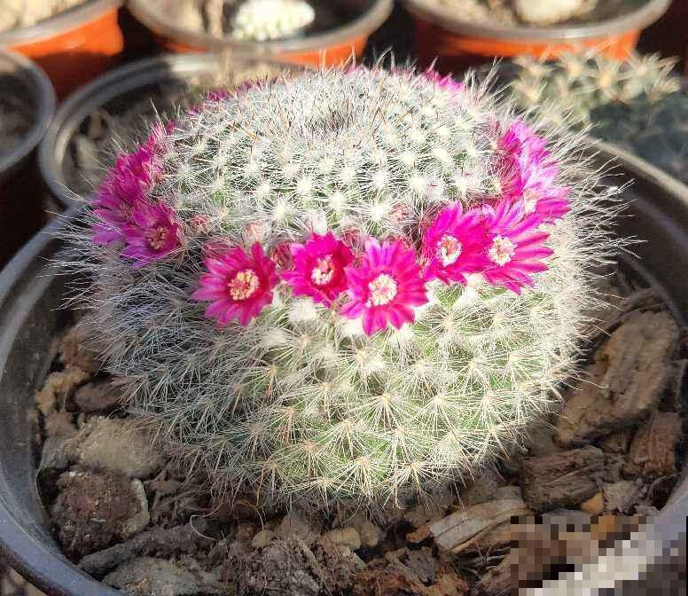 春天特受欢迎的多肉，超全的养护要点，看一遍就能学会