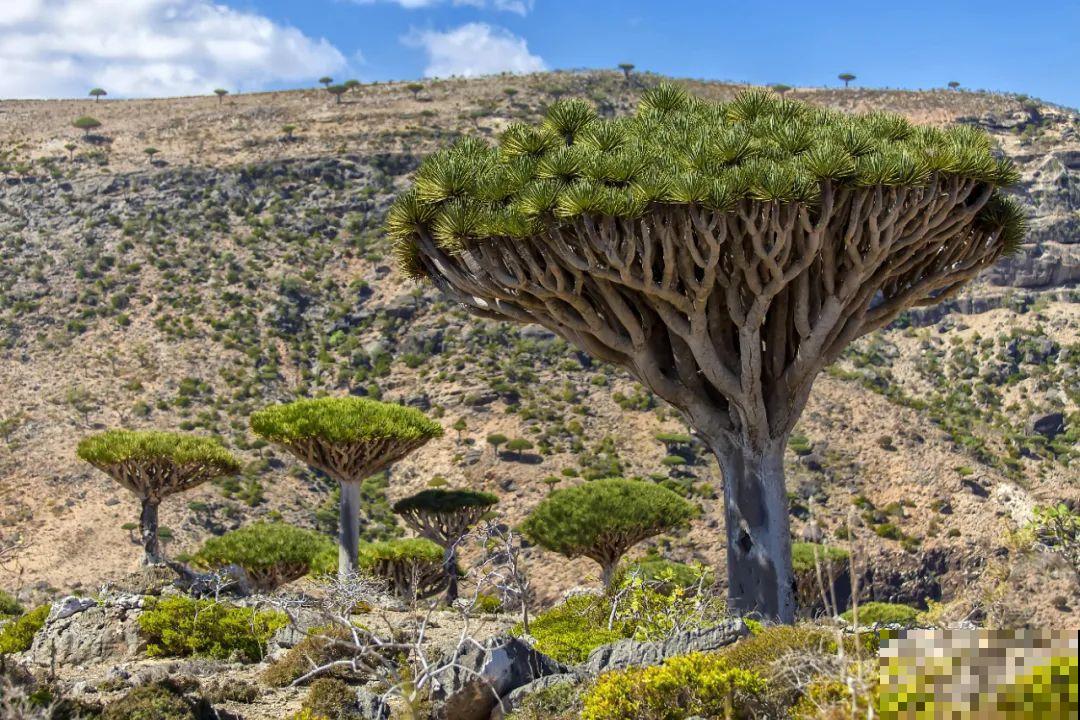 听说有的花能吃人,听着都害怕,是真的吗? 听说有的花能吃人,听着都害怕,是真的吗?