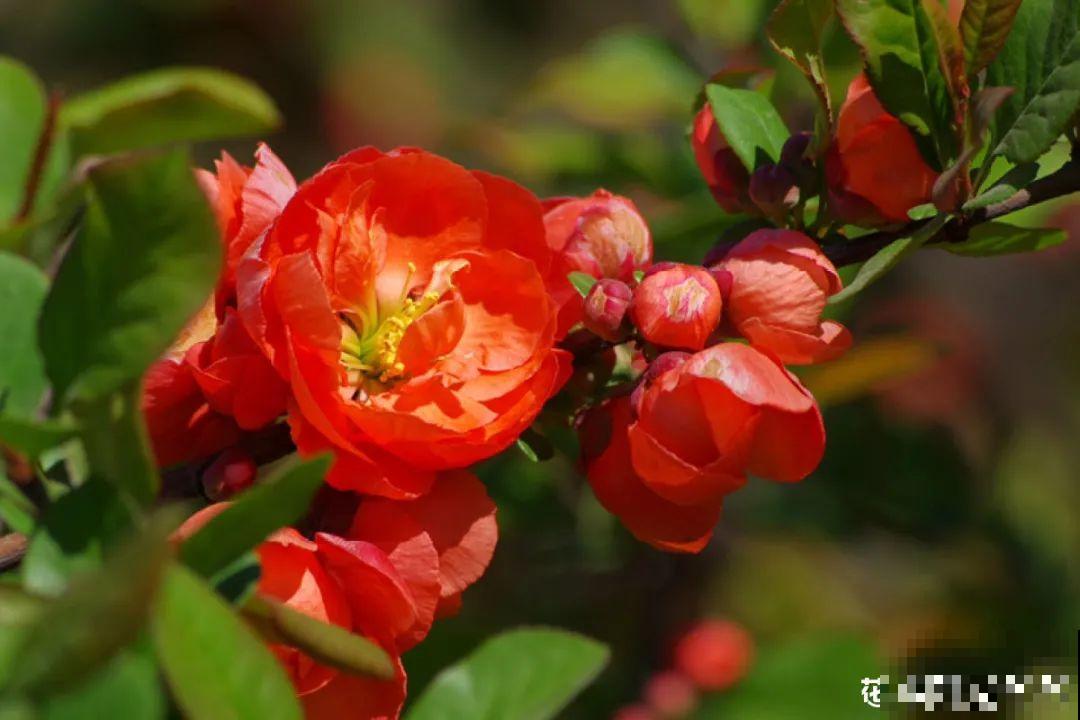 腊月买花，集齐“福禄寿”，才算好兆头