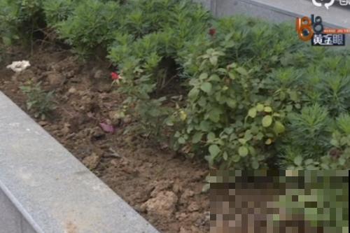 法院门口的花，全都被偷光，小偷的回答令人哭笑不得