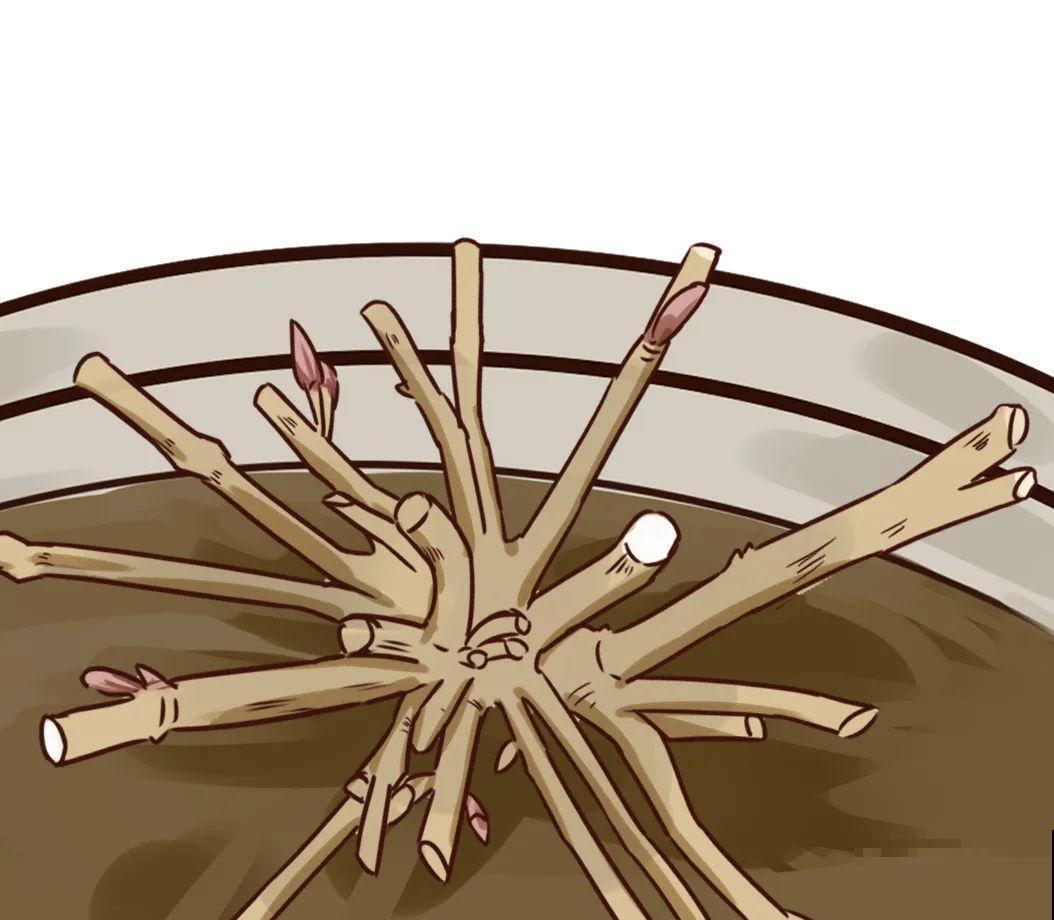 7种花，现在绝对不能剪，剪了一年不开花！