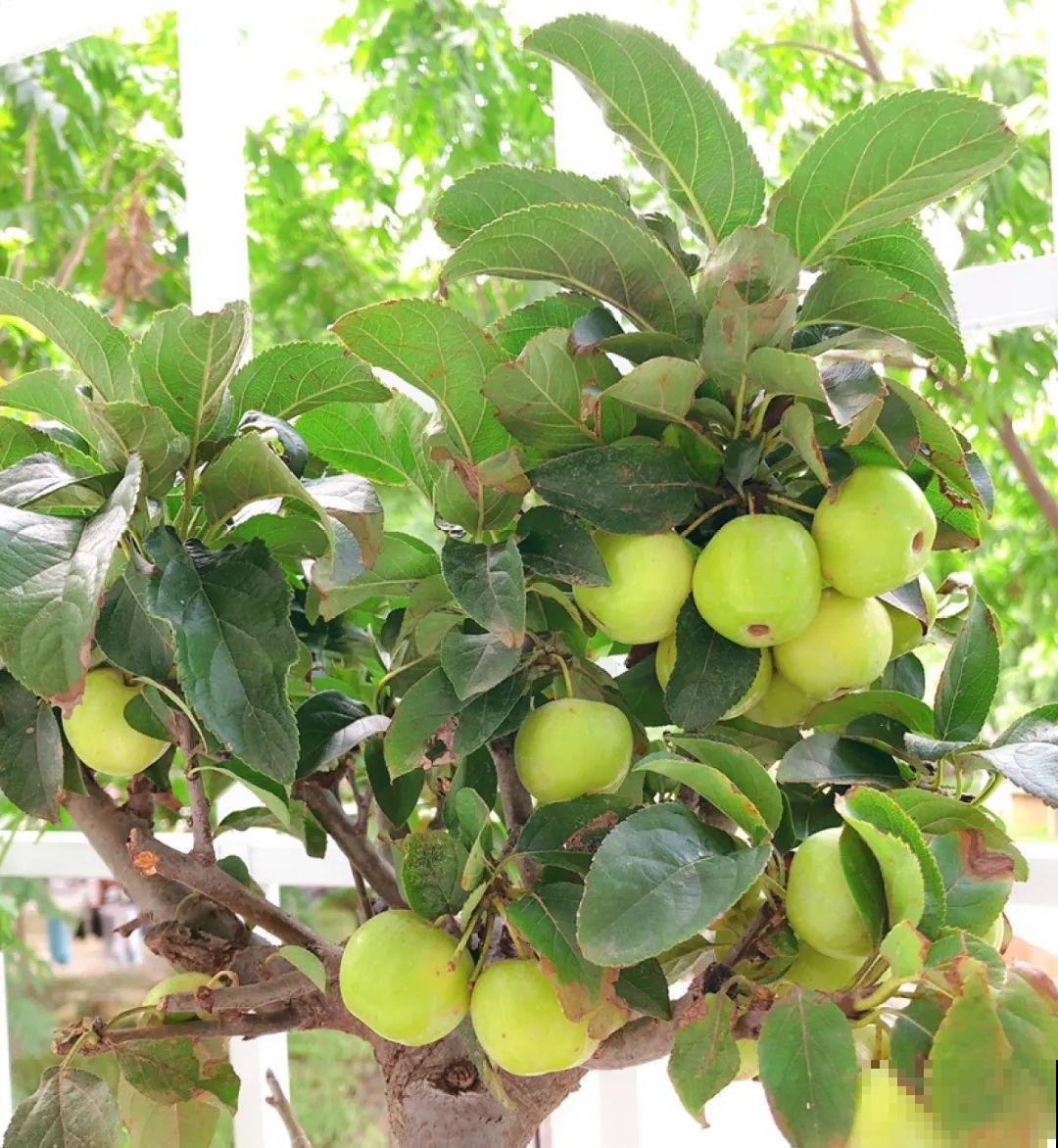 1盆苹果卖300块,为啥这么贵,难道是金苹果? 1盆苹果卖300块,为啥这么贵,难道是金苹果?