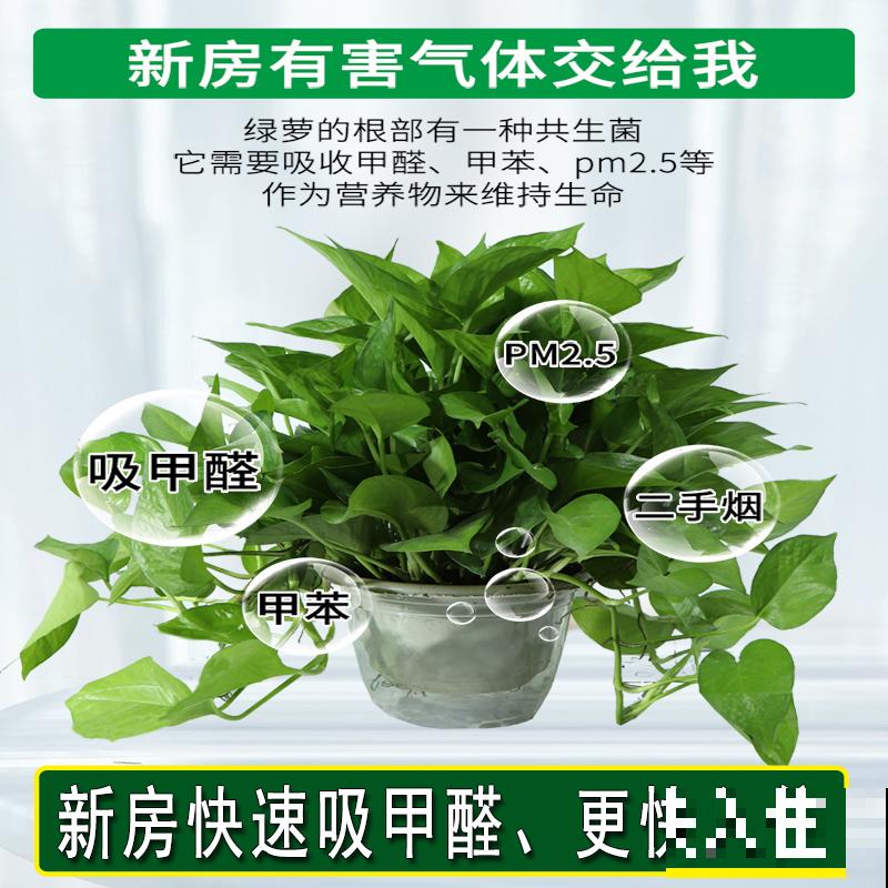 家里的植物叶子发黄?用了这几招,叶子亮的绿油油! 家里的植物叶子发黄?用了这几招,叶子亮的绿油油!