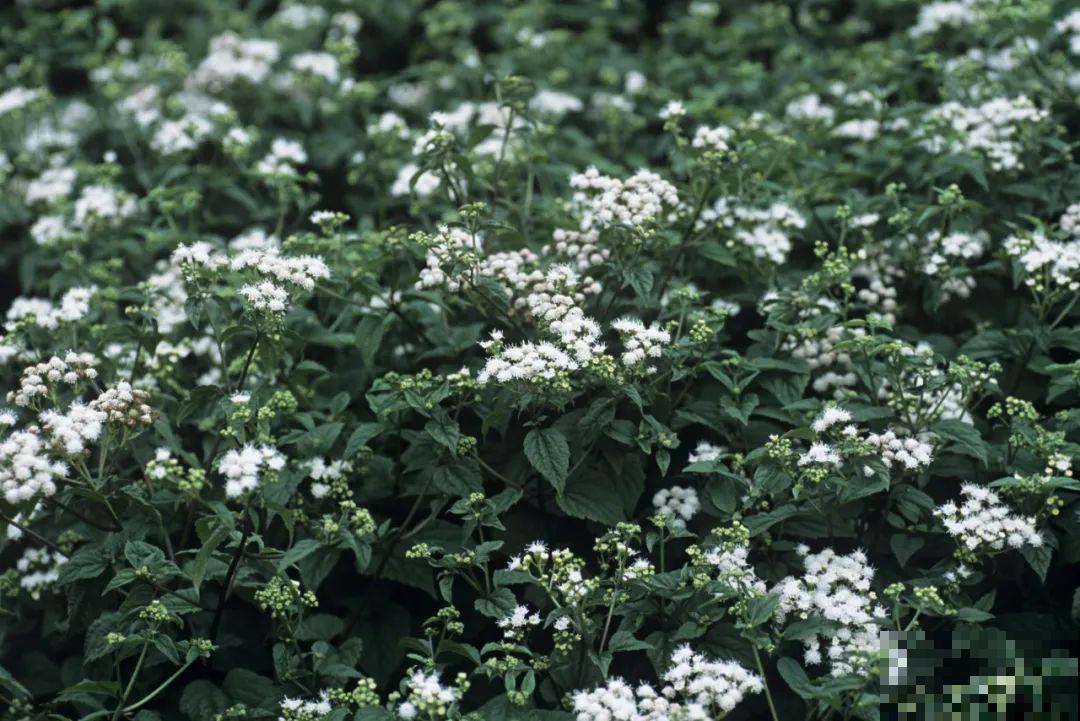 听说有的花能吃人,听着都害怕,是真的吗? 听说有的花能吃人,听着都害怕,是真的吗?