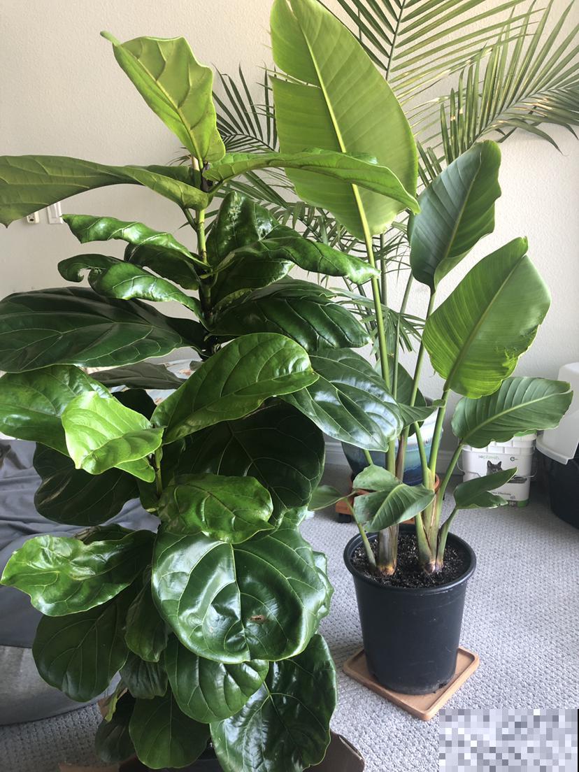 三种花不适合新手，有些养护经验的人比较适合养，开花超美