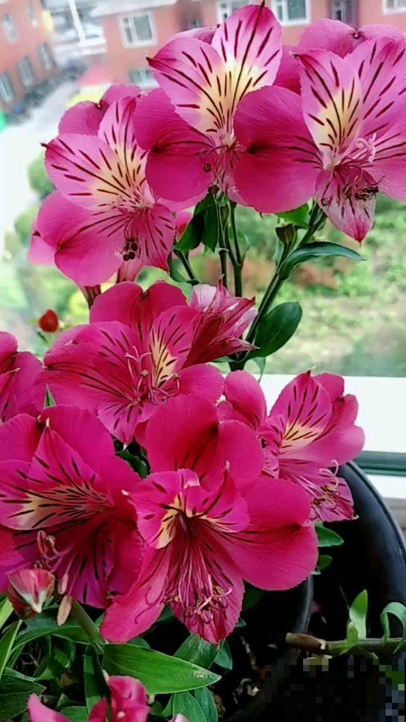 六出花典雅又大方，在家养护，只需要做好这几点！