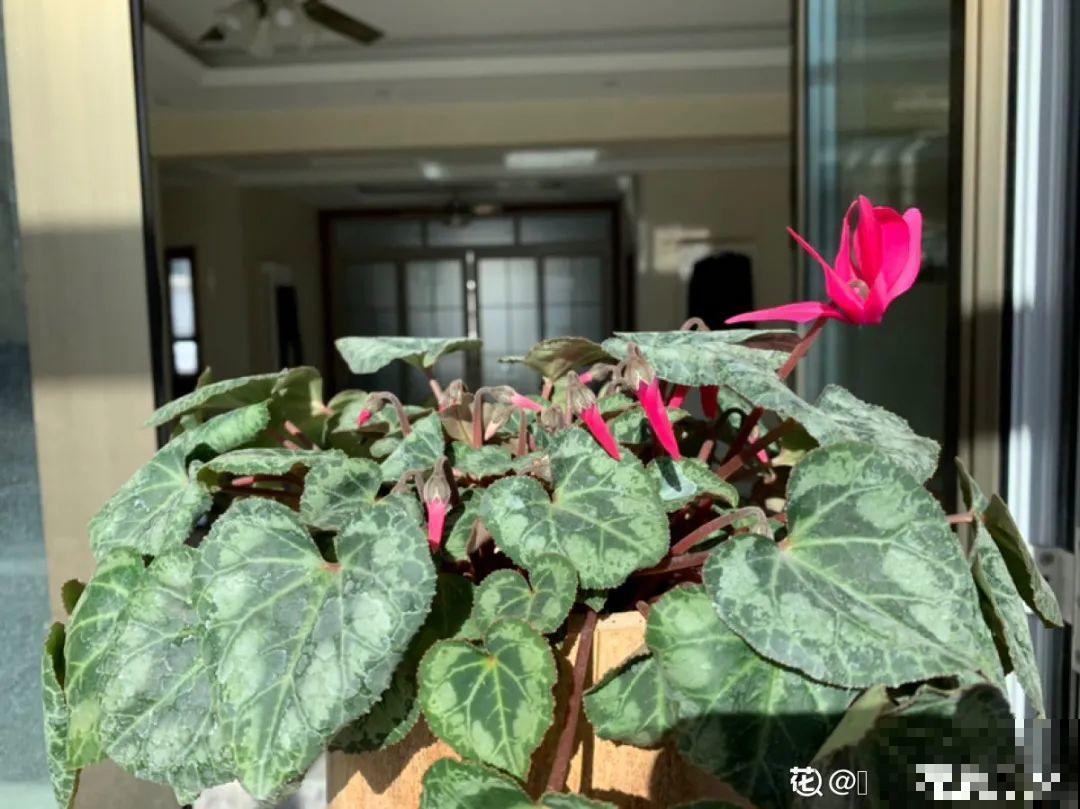 花开一半就掉了,再不管,花苞全掉光 花开一半就掉了,再不管,花苞全掉光