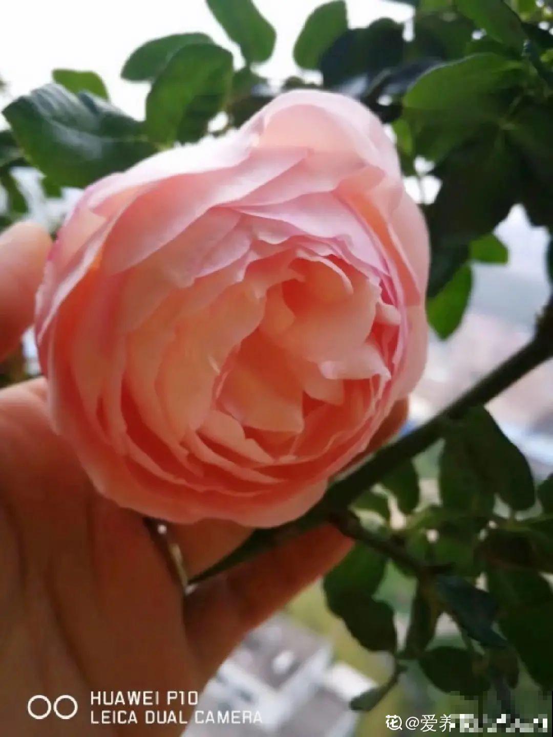 有些花名字太奇葩，叫出口太尴尬，开花却很美