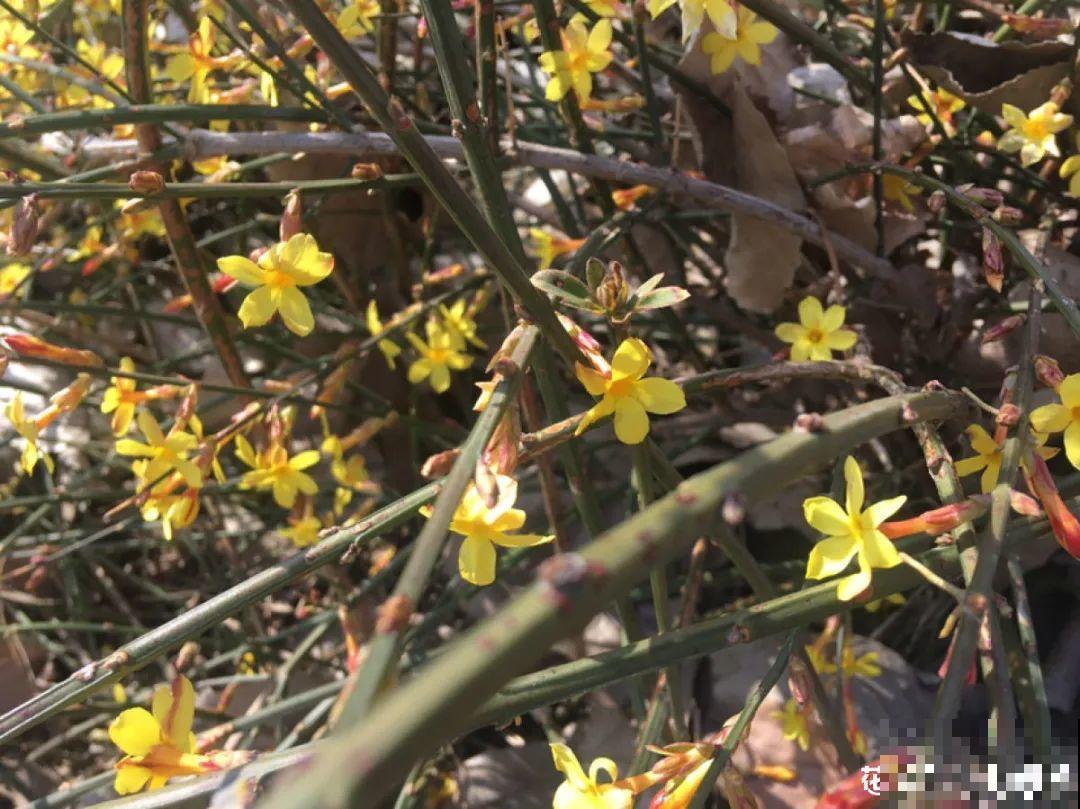 7种花先开花后长叶，颜值超高，养一盆爱一盆