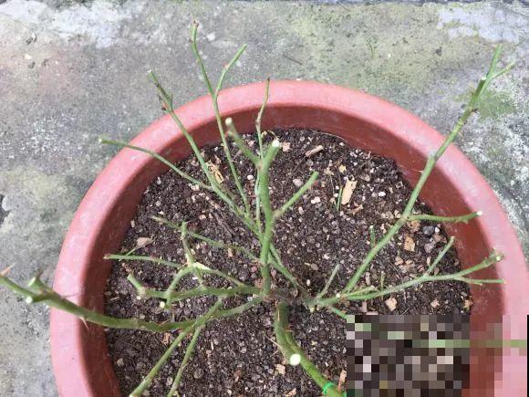 月季12个月计划表，按照这个养，大花墙不是梦！