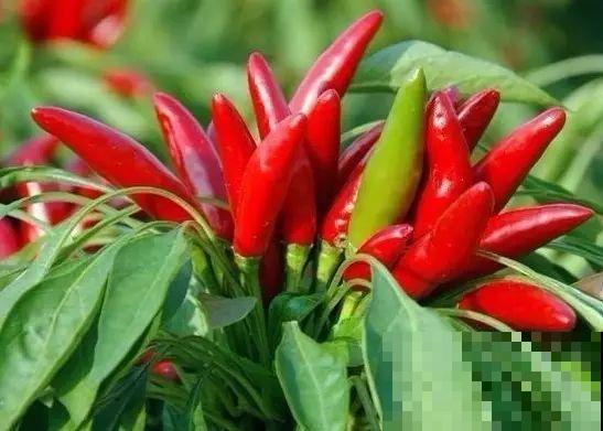 家里也能种菜？这4种菜种家里，营养美味又好看！