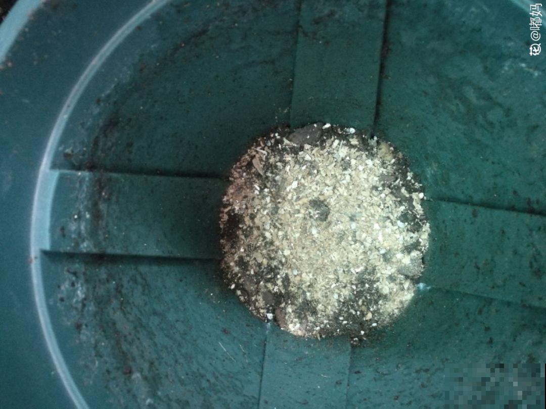 鱼肠肥、大骨粉，现在埋几勺，春天开花上百朵