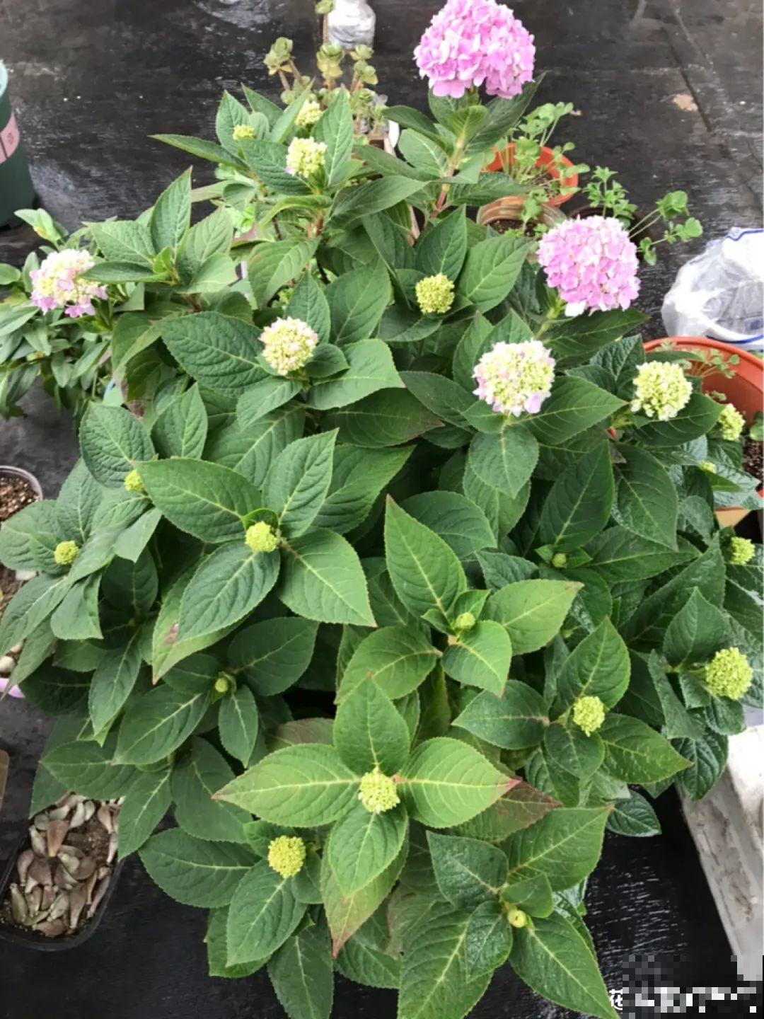 带花芽的枝条不能修剪，未来全是花苞，一剪就亏了