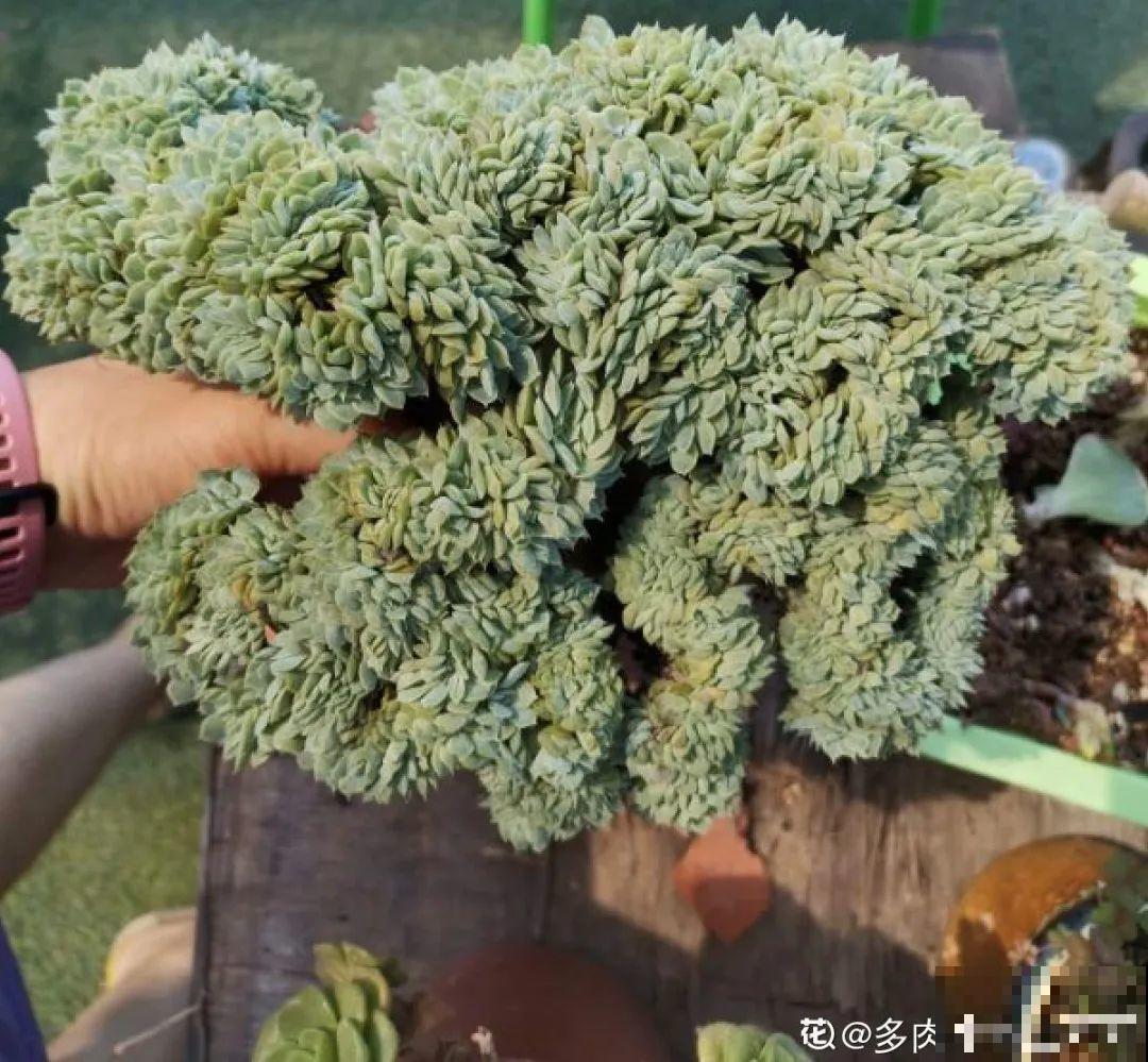 自然生长的多肉，叶子肥嘟嘟，壮得像大白菜