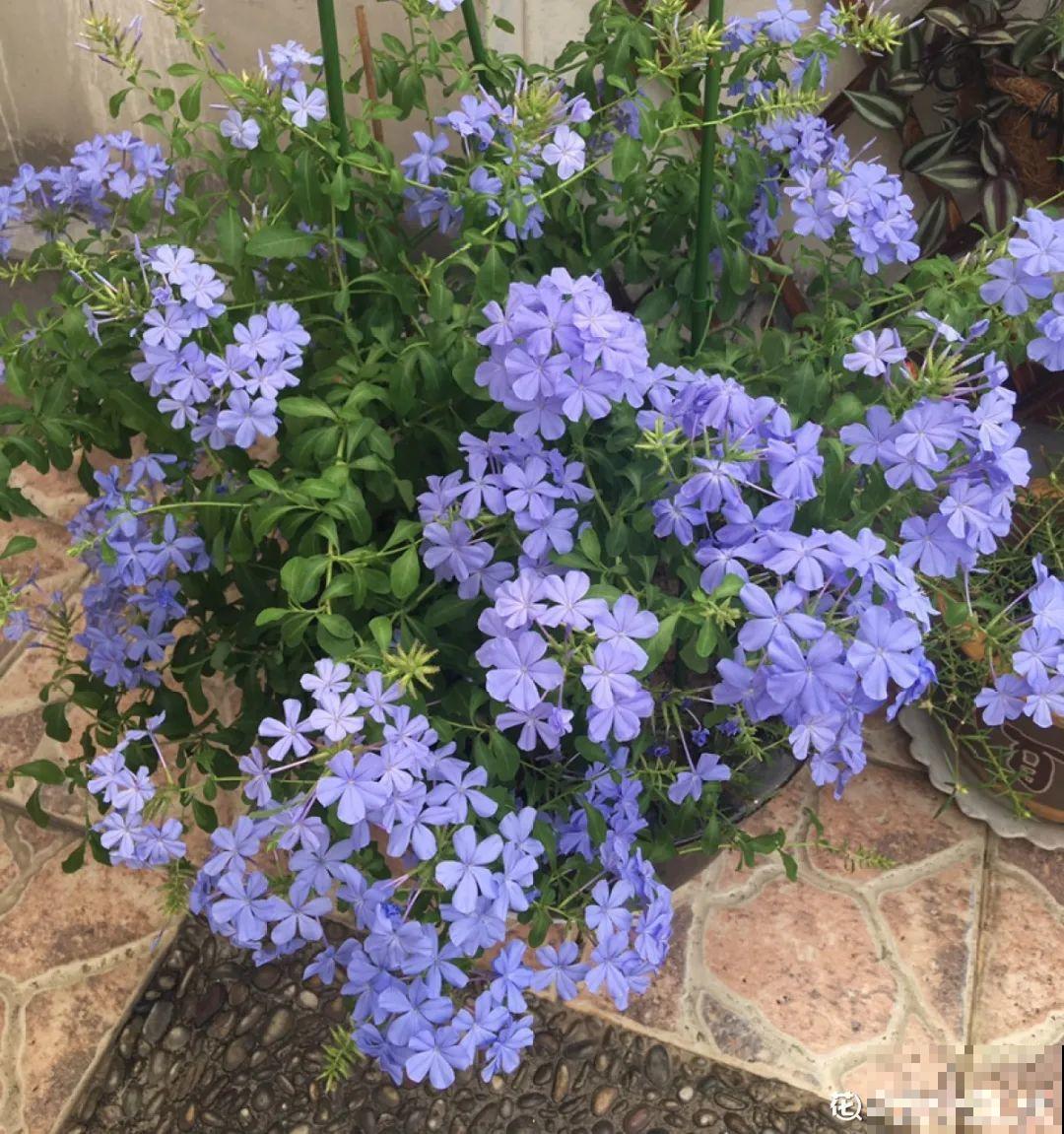 20种花春天开得正盛,花期长、容易爆花,虫害少! 20种花春天开得正盛,花期长、容易爆花,虫害少!