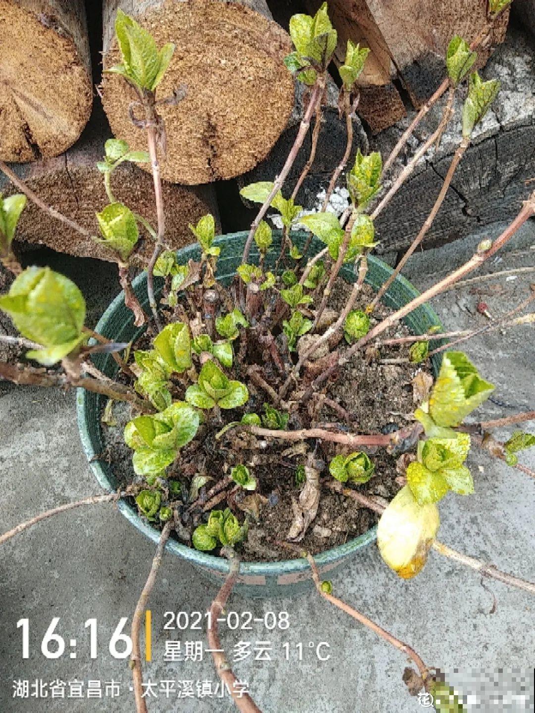 换盆也有限制，正在开花的植物不能换，不然花容易死