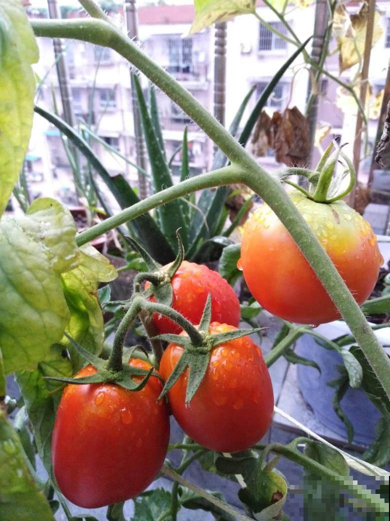 4种蔬菜润肠通便，常吃改善便秘，比吃药健康