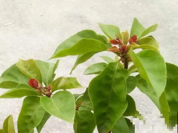 带花芽的枝条不能修剪，未来全是花苞，一剪就亏了