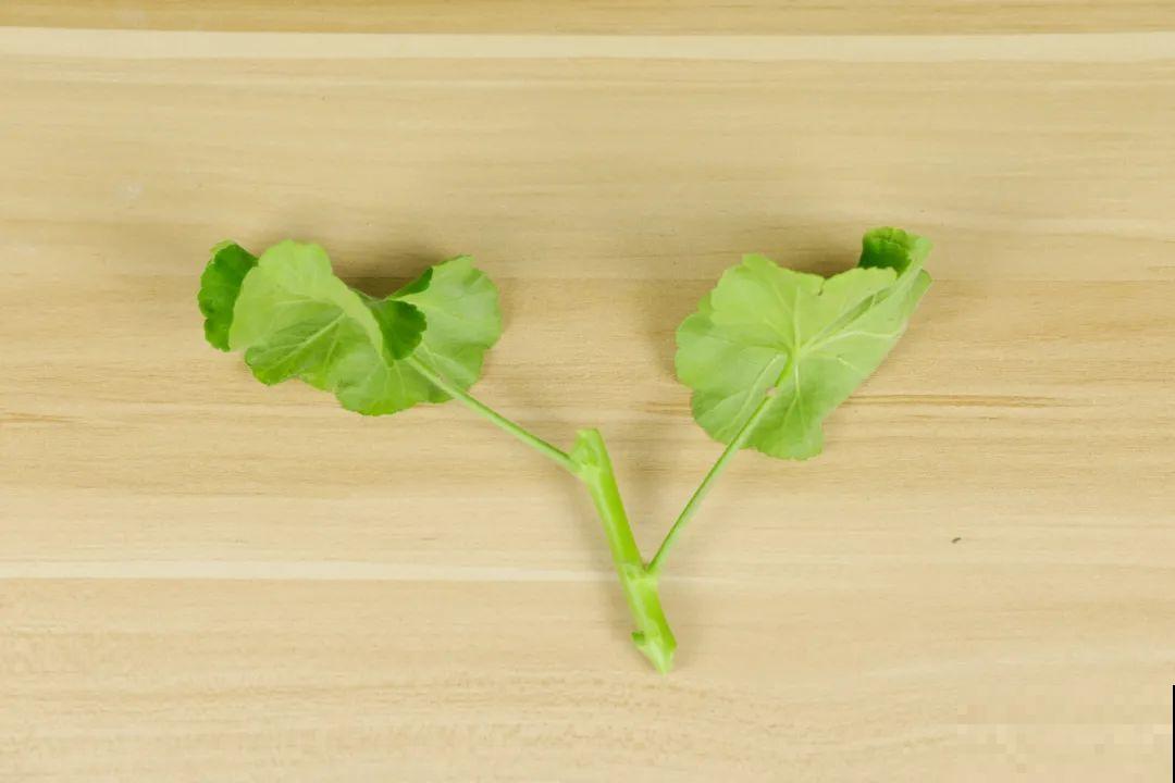 现在扦插超好活，剪根枝，捂3天，冒出狗牙根！