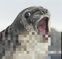 最逗的兰花,开花像人脸,越看越想笑 最逗的兰花,开花像人脸,越看越想笑