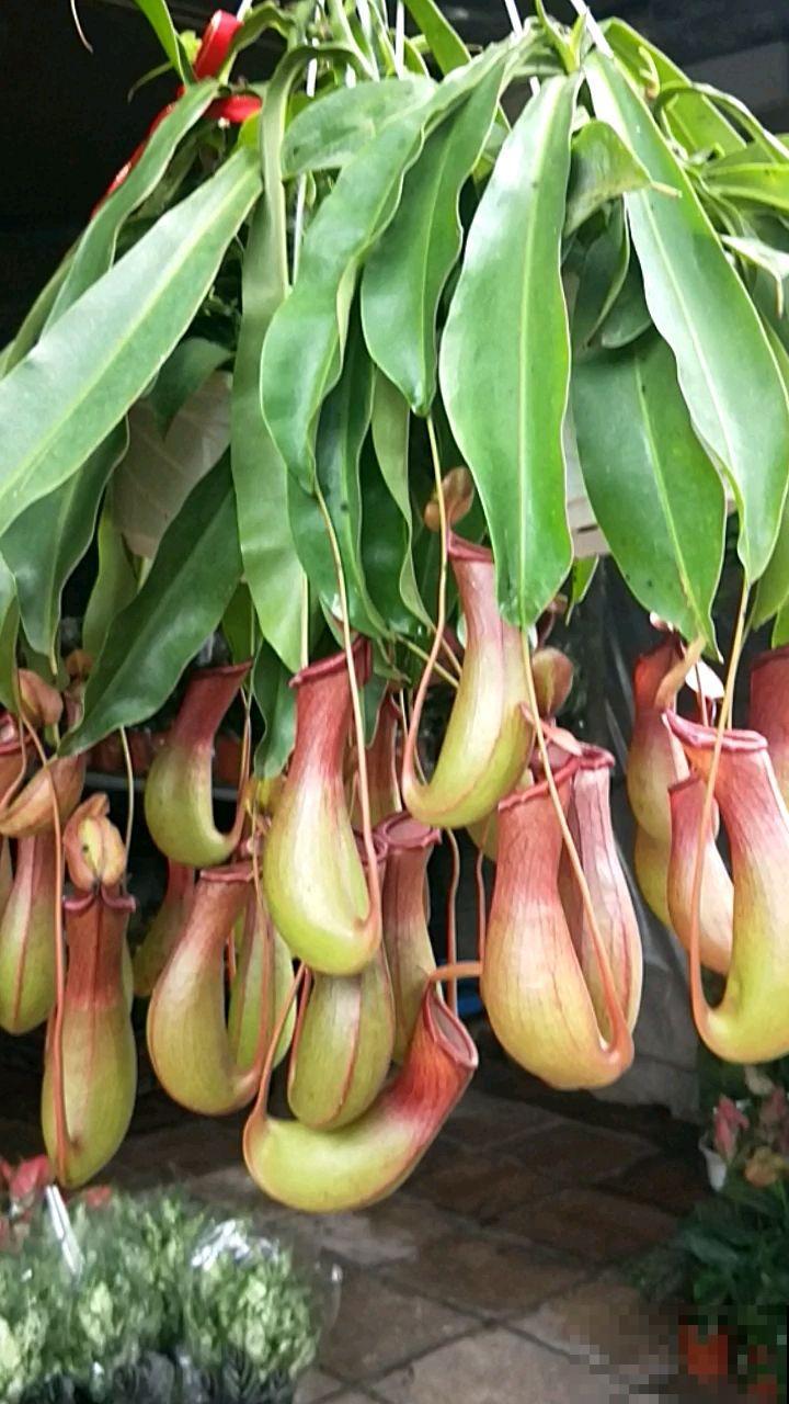 1种花像个“笼子”，还能吃虫子，越看越想笑