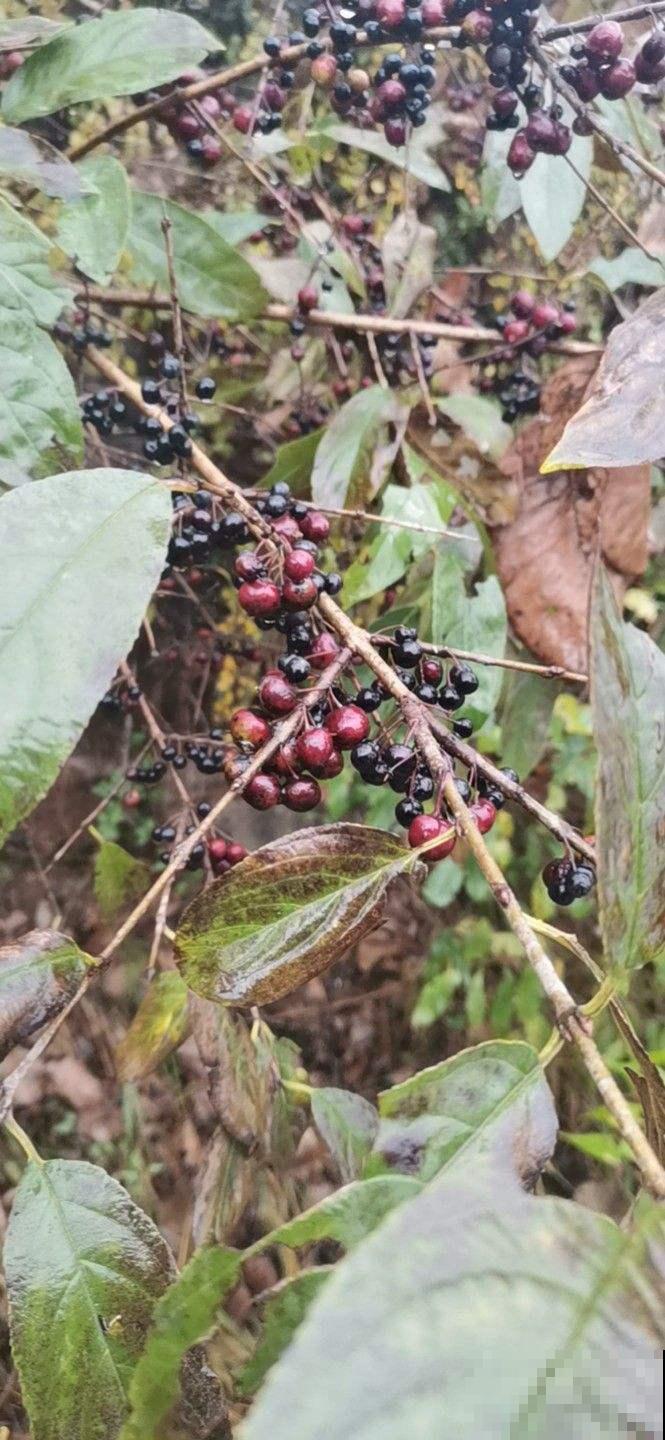 6种植物能染色，从古用到今，工艺传承几千年