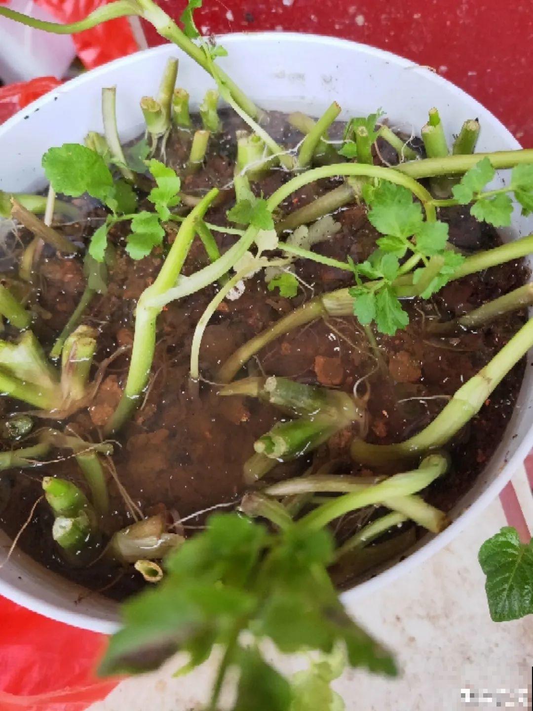 吃完的菜根切下来，埋土里就冒芽，以后不用买菜了！